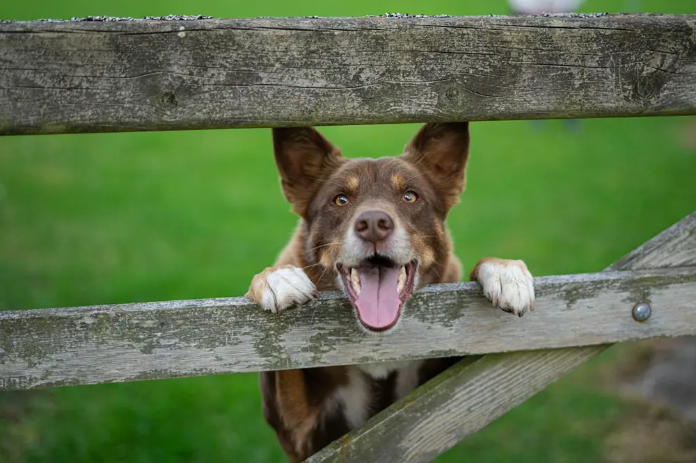 A brown and white farm dog resting its front paws on a weathered timber gate, mouth open.