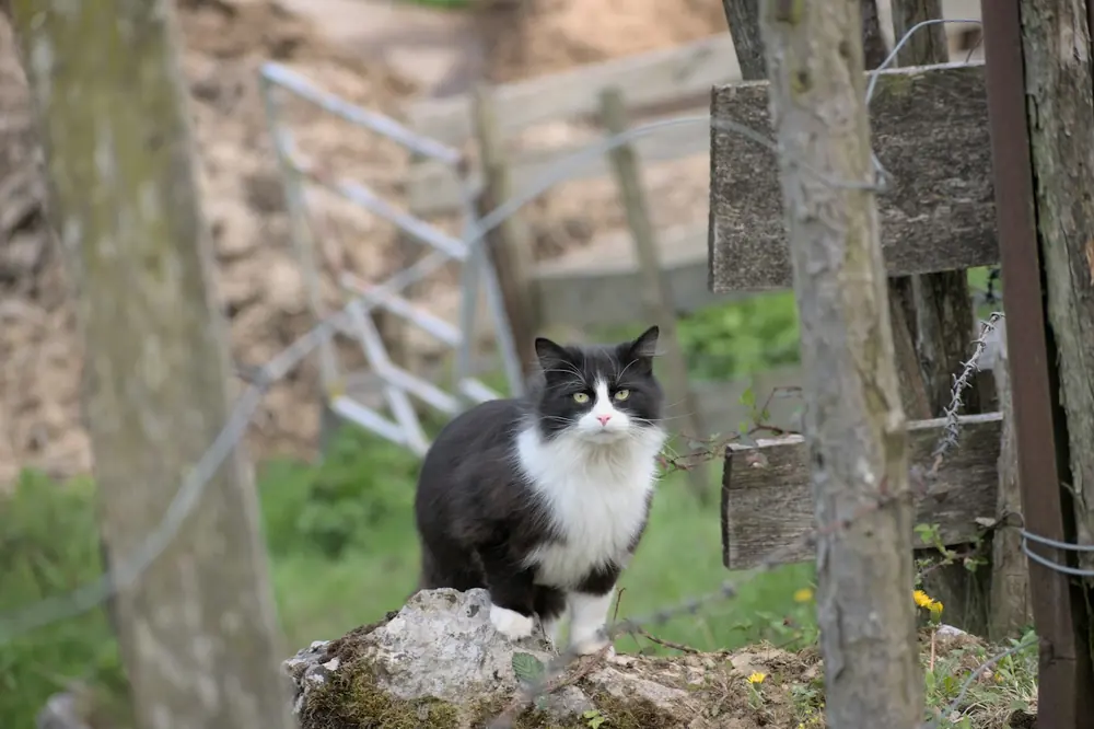 A fluffy black and white cat sitting on a rock beside old fence posts and wire.