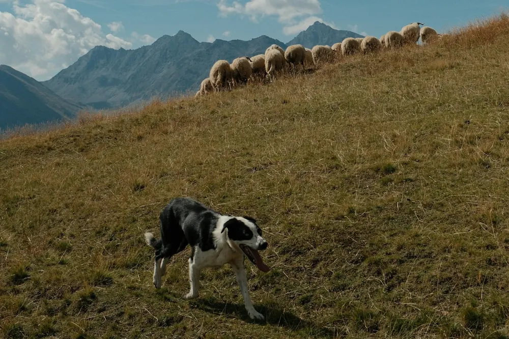 A black and white sheepdog working across a steep grassy hillside below a line of sheep and distant mountains.