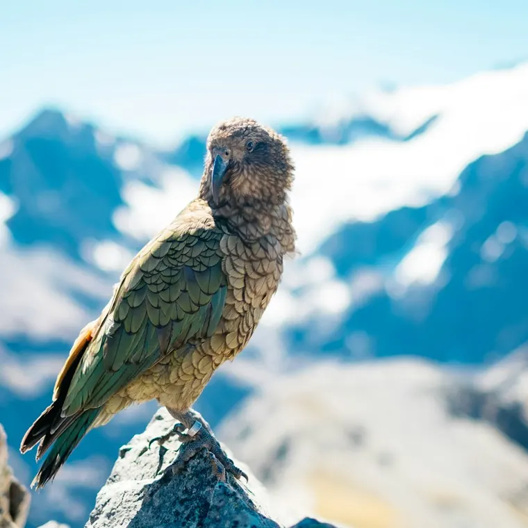 A kea, a green alpine parrot, perched on a rock with blurred snowy mountains behind.