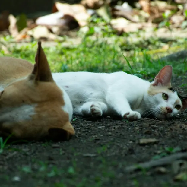A tan and white dog asleep on the ground with a white cat resting against it.