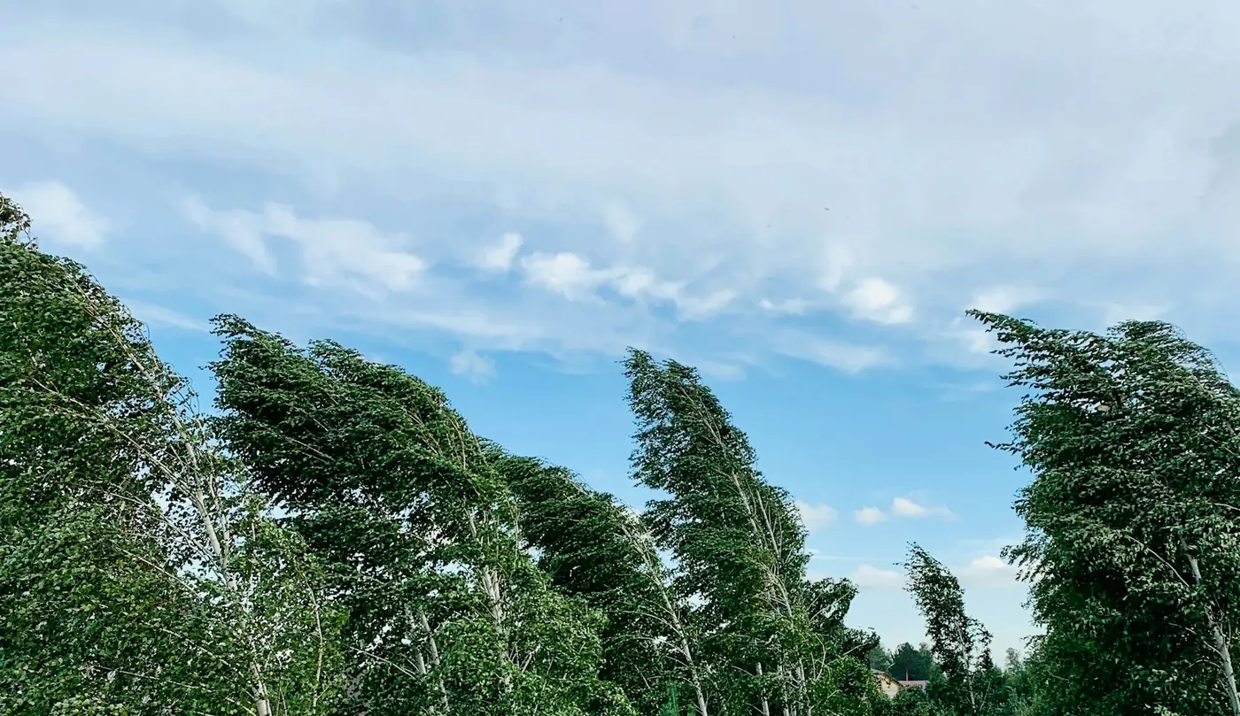 A row of trees bent hard over by a strong wind under a blue sky.