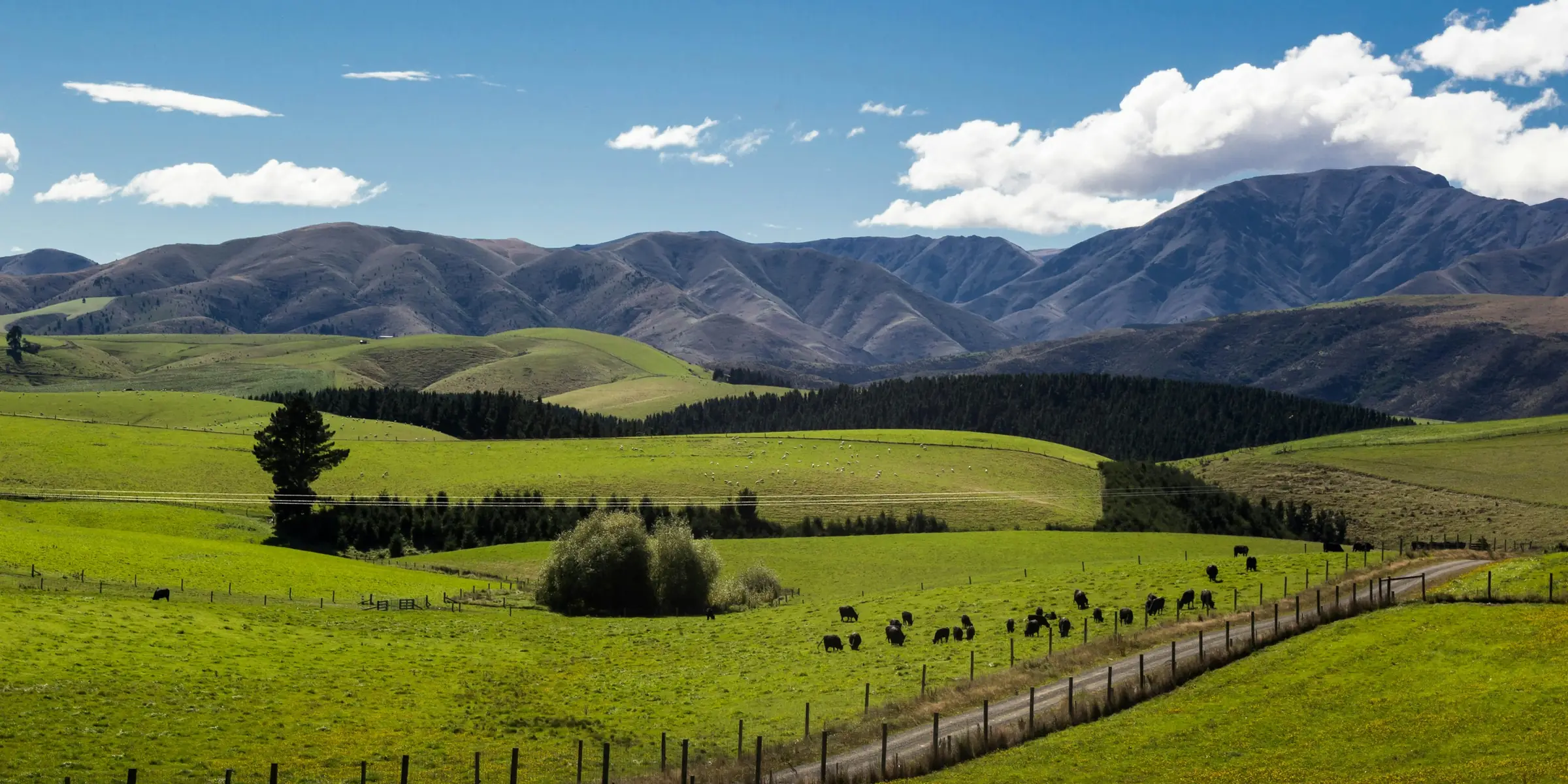Green rolling paddocks with a long fence line, grazing cattle and dark shelterbelt trees below brown hills and a blue sky.