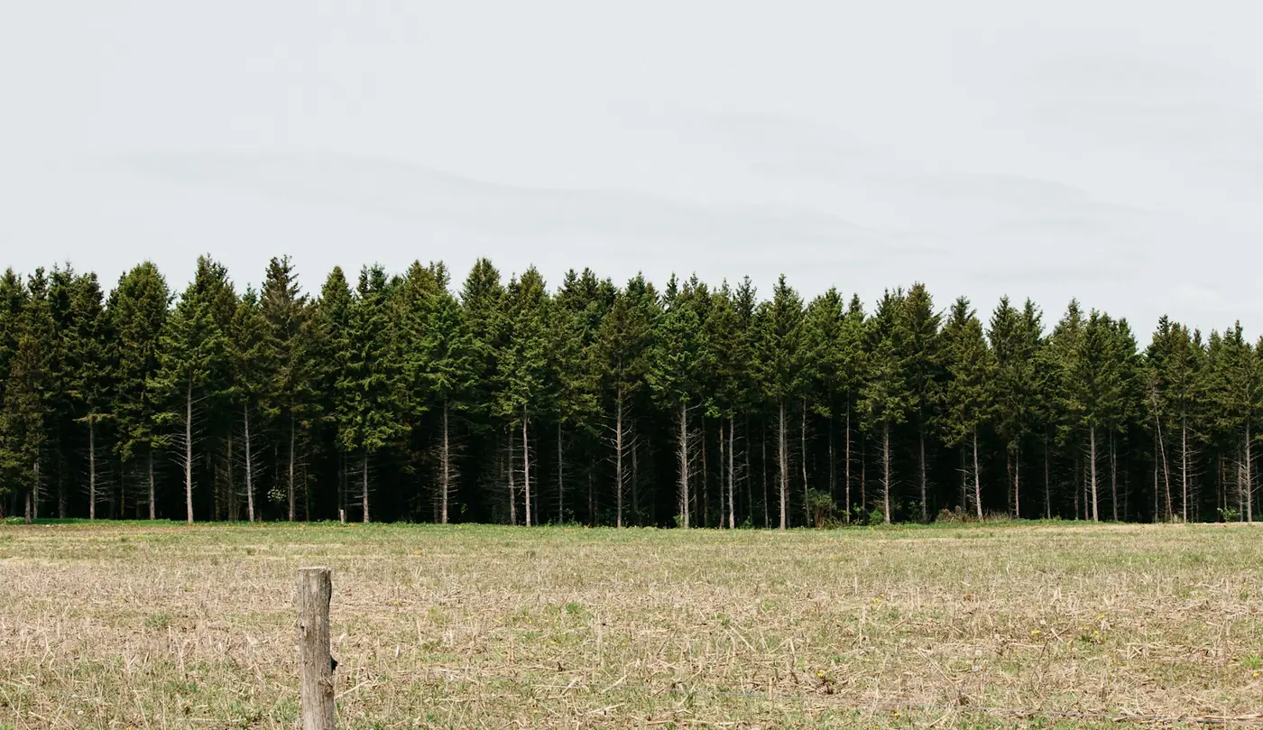 A tall, dense row of pine trees standing behind a flat, open paddock and a fence post.
