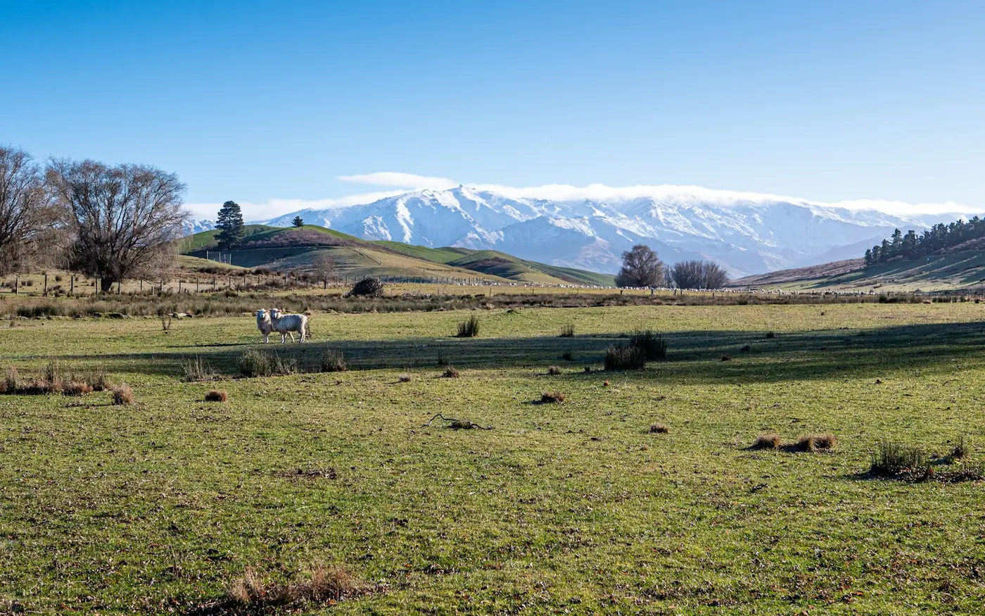 Sheep grazing a wide paddock below a snow-covered mountain range on a clear day.
