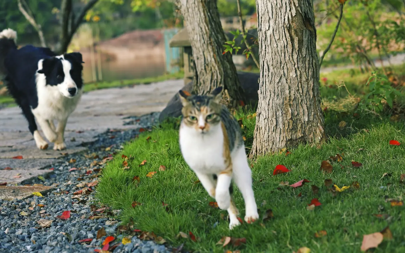 A black and white dog and a tabby and white cat trotting along a gravel path beside a lawn.