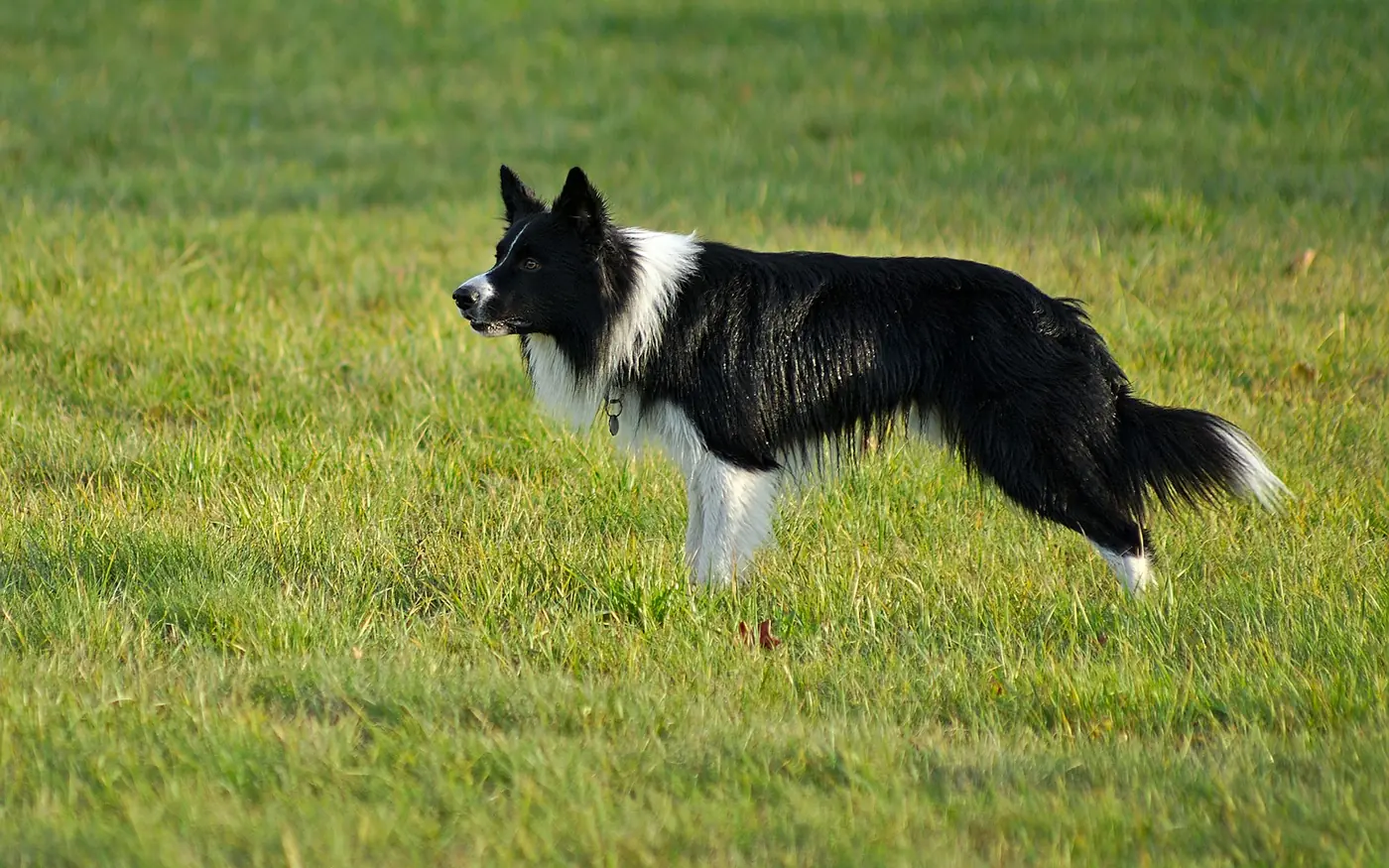 A black and white border collie standing alert in a green paddock.